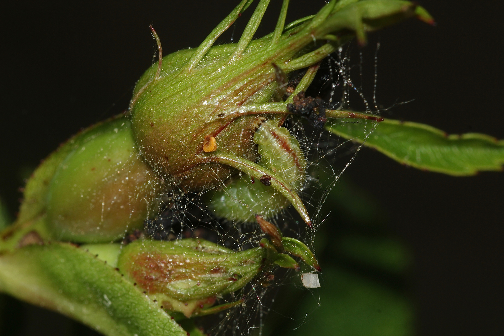 (2) Die Rosen-Federmotte (Cnaemidophorus rhododactyla)