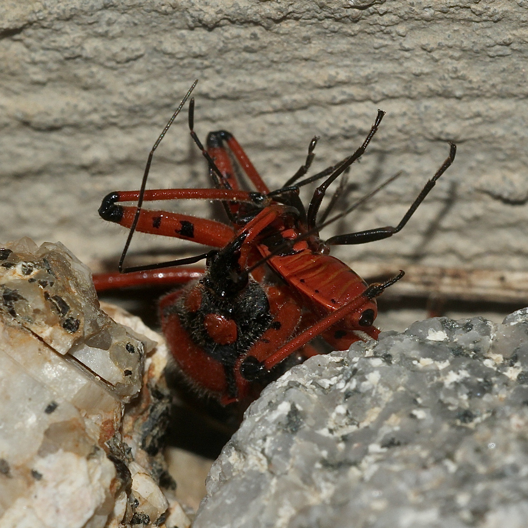 (2) Die Rote Mordwanze (Rhynocoris iracundus) ...