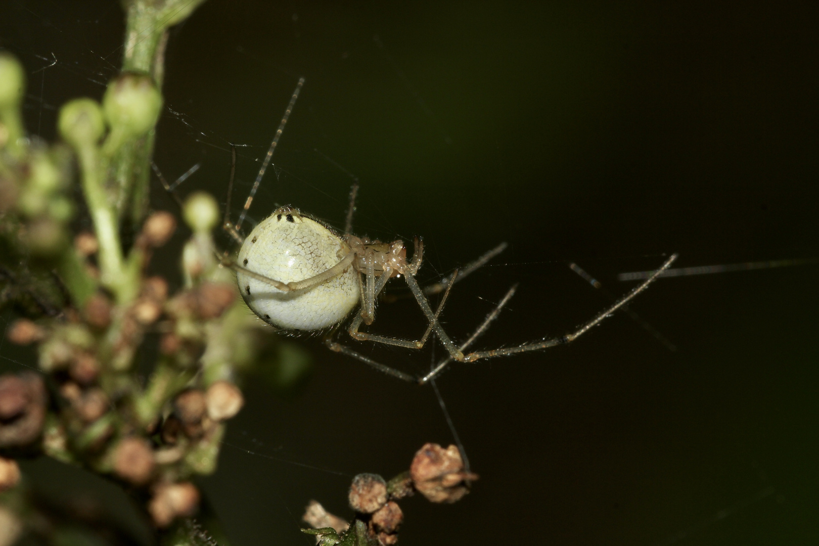 (2) Die "Rotgestreifte" Kugelspinne (Enoplognatha cf. ovata) ...