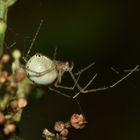 (2) Die "Rotgestreifte" Kugelspinne (Enoplognatha cf. ovata) ...