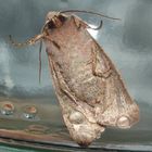 (2) Die Rundflügel-Kätzcheneule (Orthosia cerasi) ...