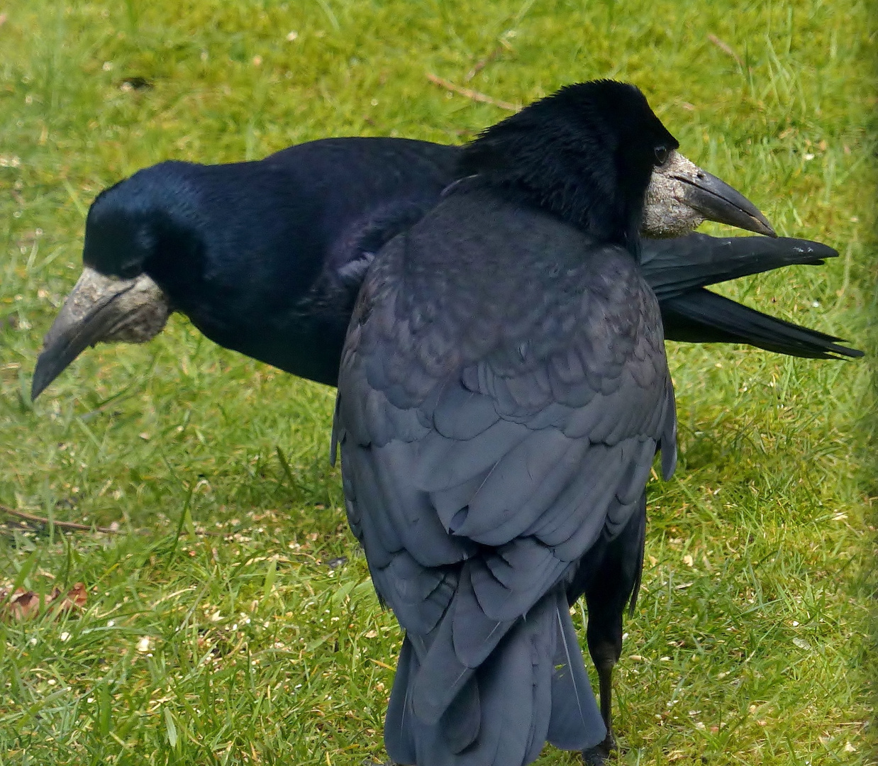 (2) Die Saatkrähe (Corvus frugilegus)...