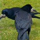 (2) Die Saatkrähe (Corvus frugilegus)...