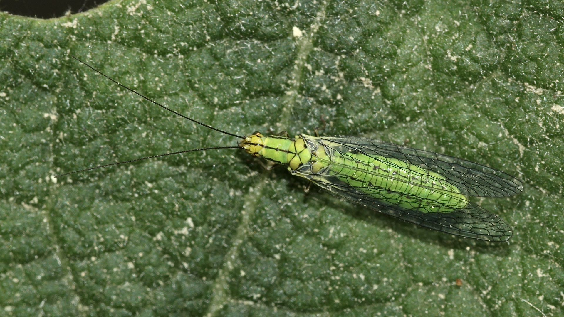 (2) Die schöne Florfliege HYPOCHRYSA ELEGANS ...