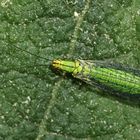 (2) Die schöne Florfliege HYPOCHRYSA ELEGANS ...