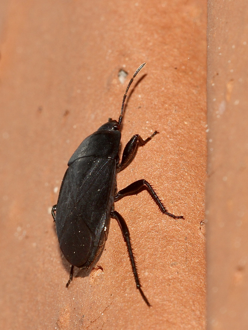 (2) Die seltene Borretsch-Wanze (Aellopus atratus)