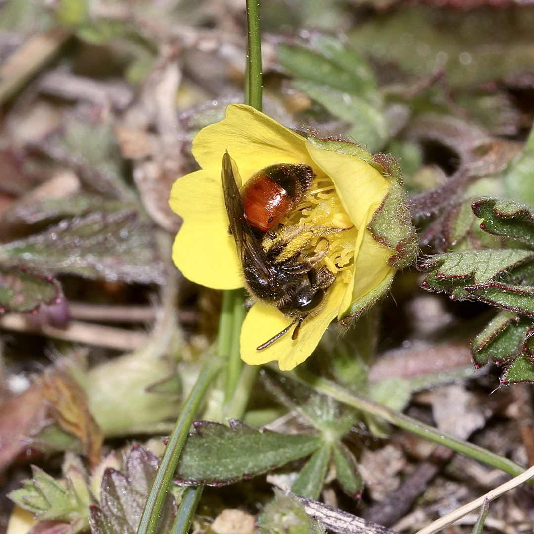 (2) Die seltene Fingerkraut-Sandbiene (Andrena potentillae) ...