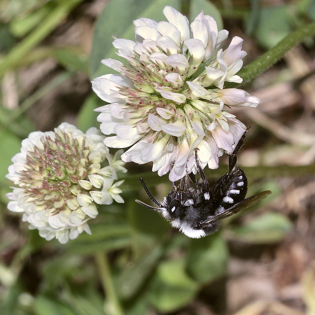 (2) Die seltene Parasitenbiene MELECTA LUCTUOSA, eine Trauerbiene, ...