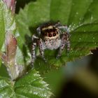 (2) Die seltene Springspinne CARRHOTUS XANTHOGRAMMA