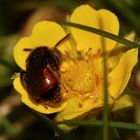 (2) Die seltene, winzige Fingerkraut-Sandbiene (Andrena potentillae) ...