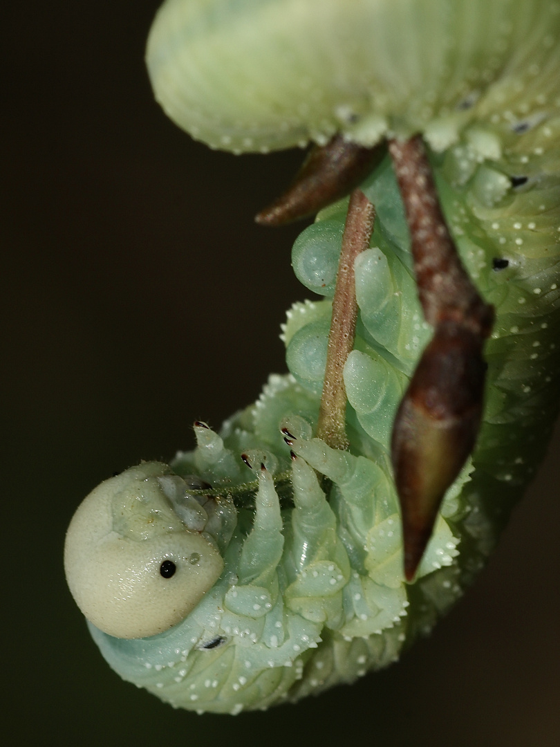 (2) Die sicher 3,5 Zentimeter lange, ausgewachsene Raupe ...