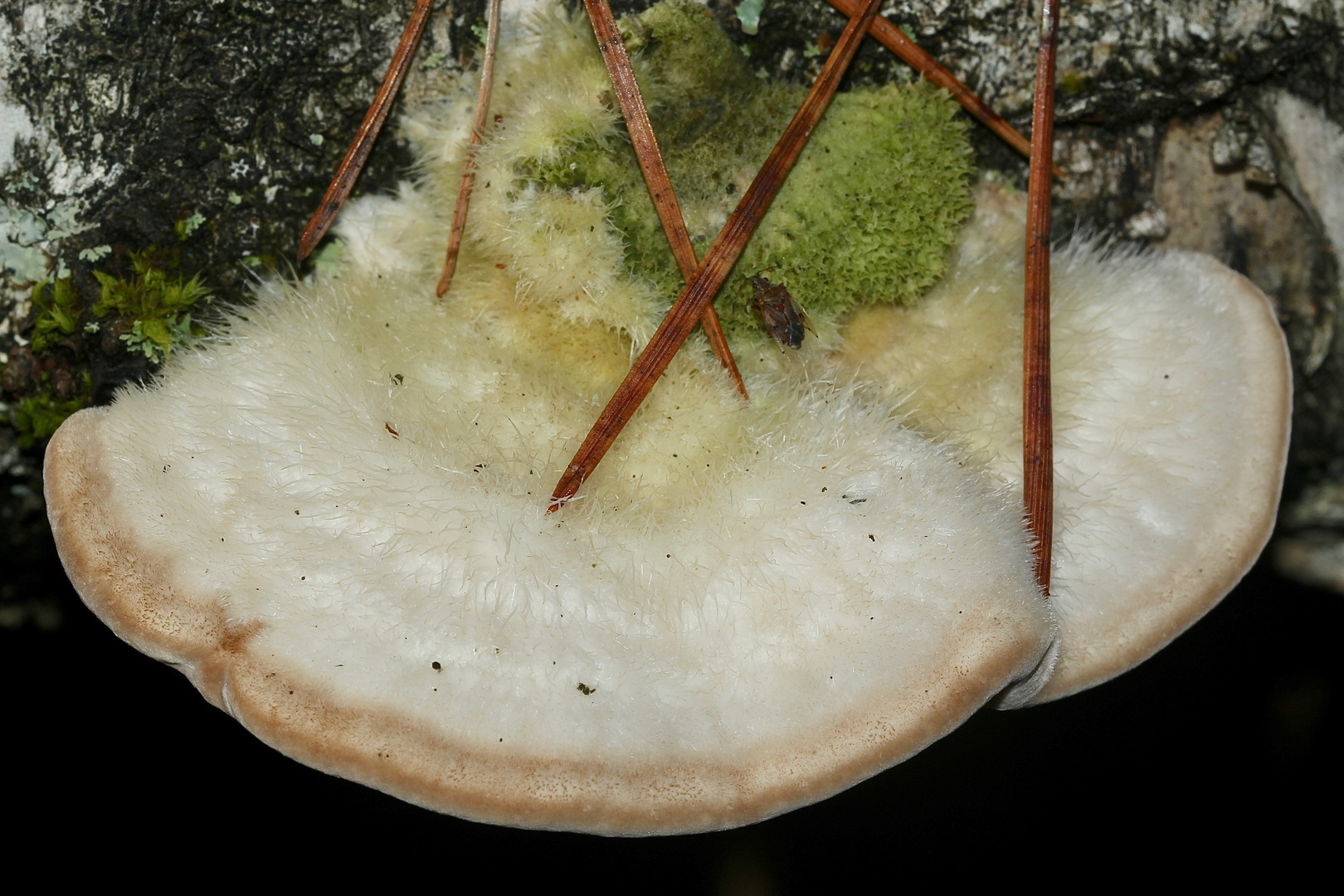 (2) Die Striegelige Tramete (Trametes hirsuta) auf Birkentotholz