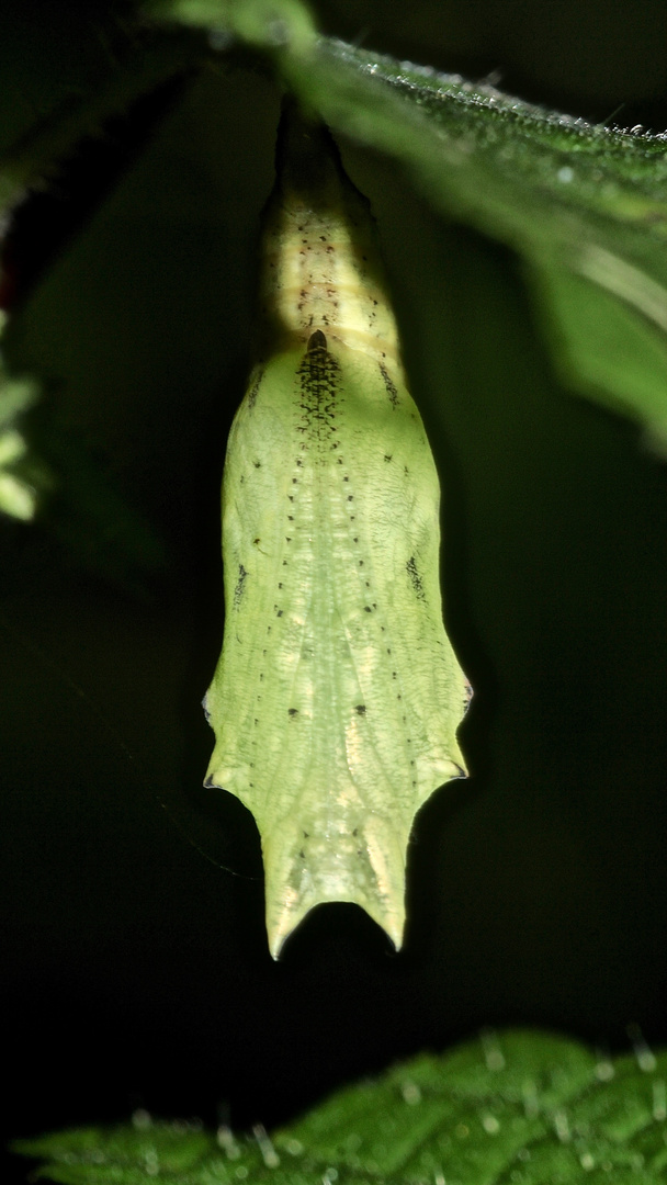 (2) Die Verpuppung des Tagpfauenauges (Aglais io)