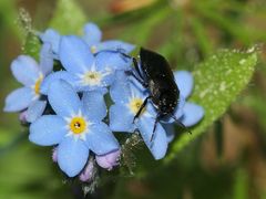 (2) Die Wanze SEHIRUS LUCTUOSUS, ...