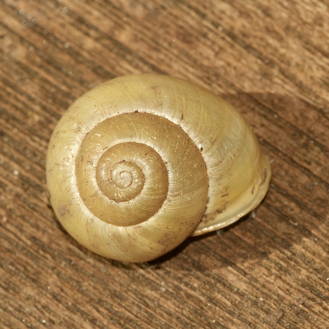 (2) Die Weißmündige (Garten-)Bänderschnecke (Cepaea hortensis)