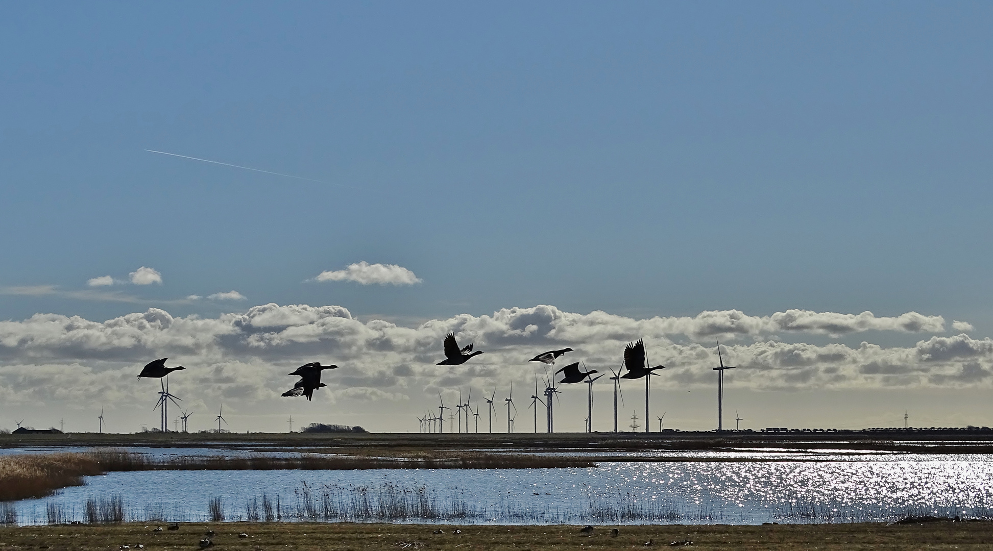 (2) Die Weißwangengänse (Branta leucopsis)...