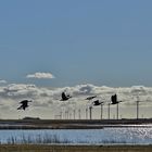 (2) Die Weißwangengänse (Branta leucopsis)...