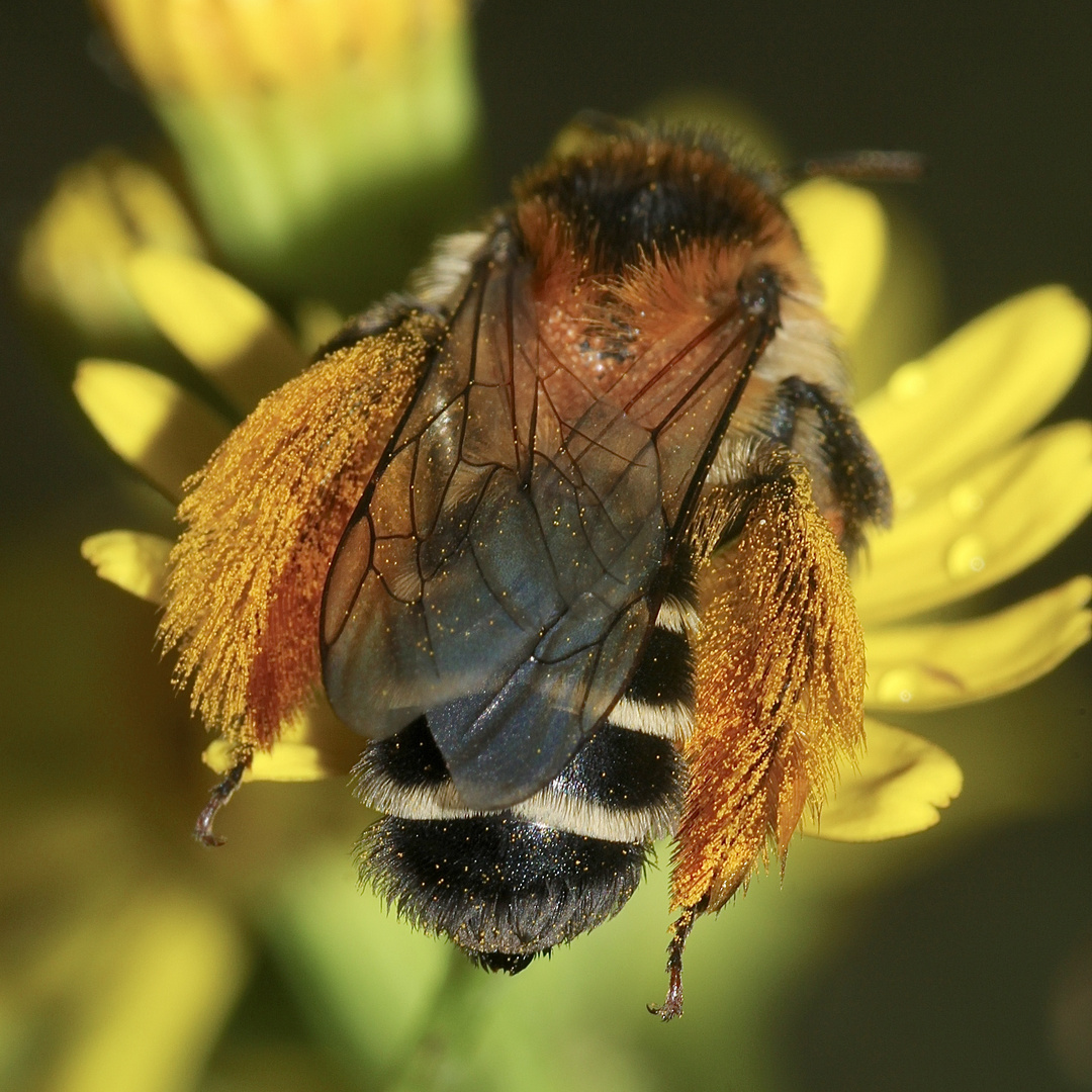 (2) Die (wie so viele) gefährdete Wildbienenart DASYPODA HIRTIPES