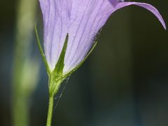 (2) Die Wiesen-Glockenblume (Campanula patia) ...