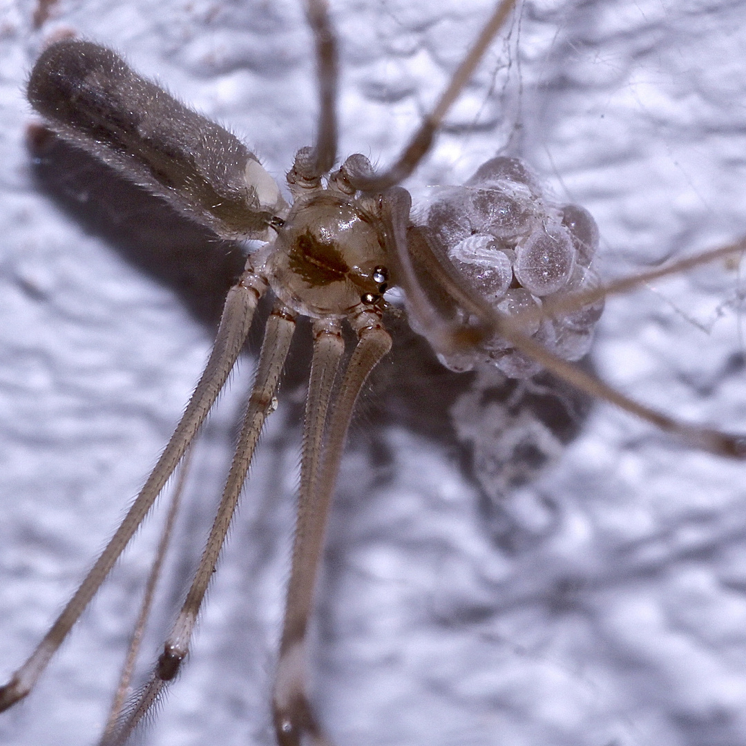 (2) Die Zitterspinne (Pholcus phalangioides) mit ihrem Kokon