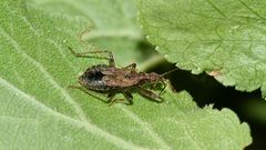 (2) Die zu den Sichelwanzen (Fam. Nabidae) gehörende ...