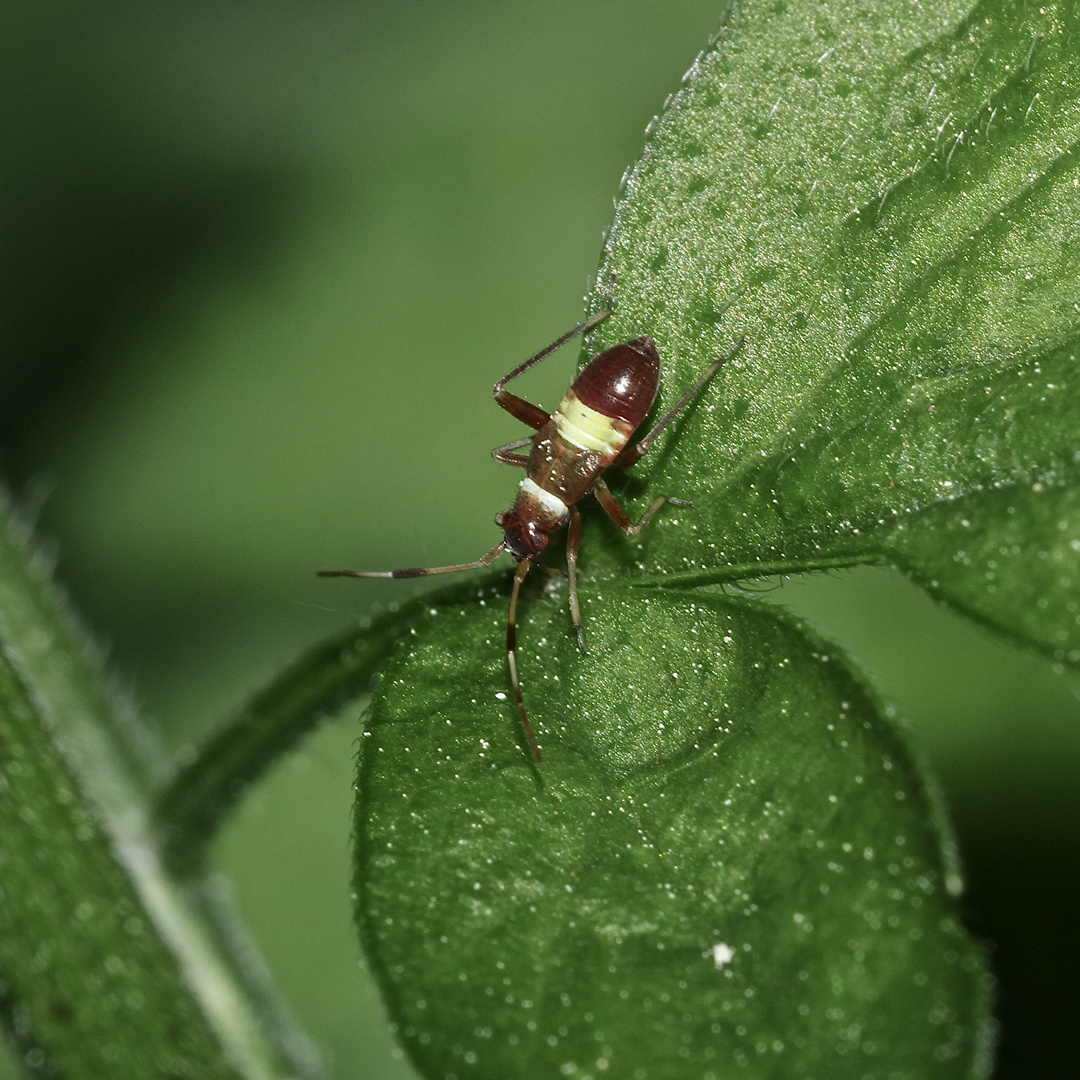 (2) Die Zweikeulen-Weichwanze (Closterotomus biclavatus) ...