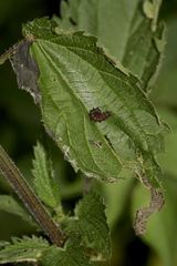 (2) Diese Jungraupe des Admirals (Vanessa Atalanta) ist nur 1,5 cm lang.