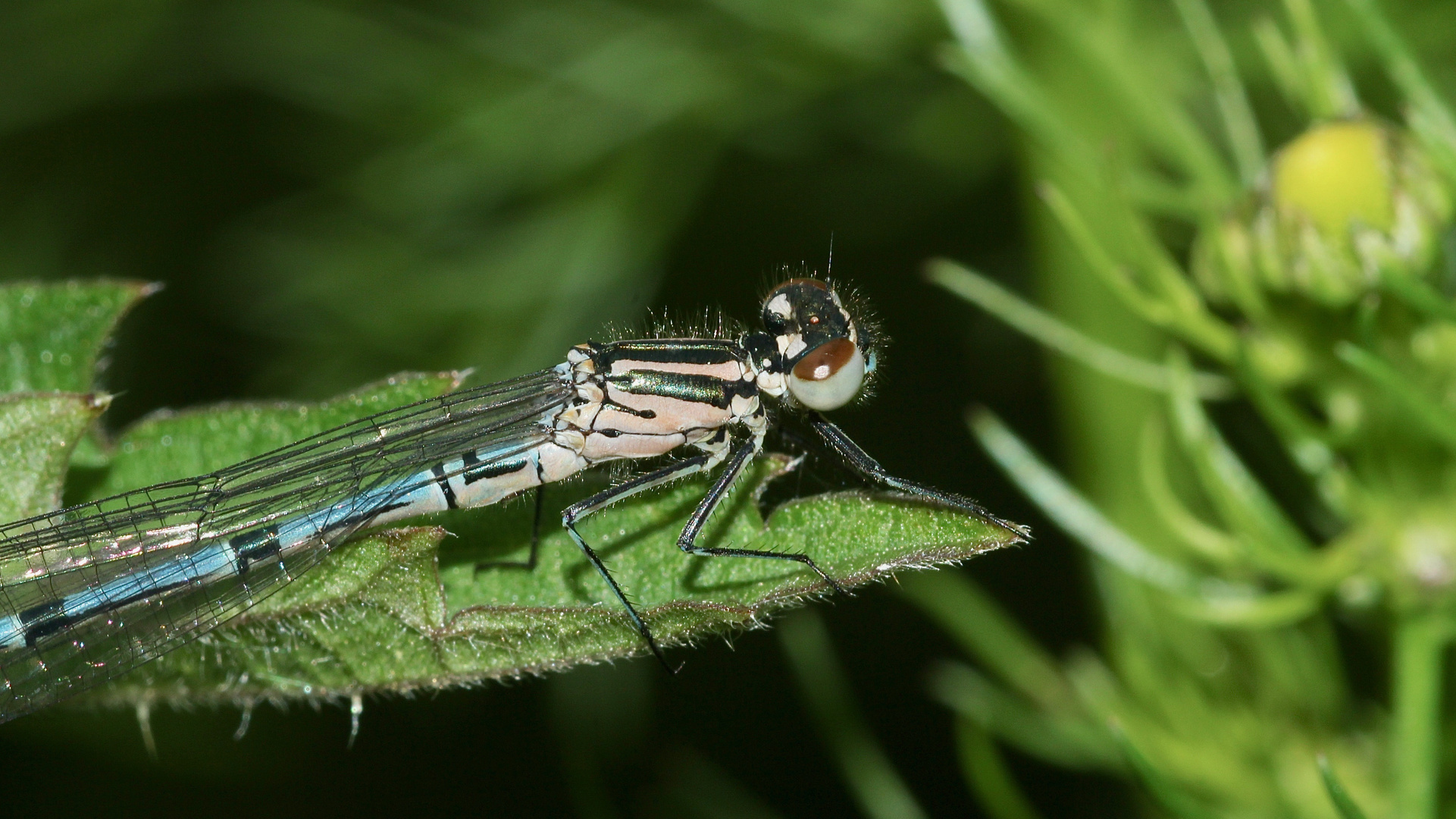 (2) Dieses noch nicht ausgefärbte Männchen der HUFEISEN-AZURJUNGFER (Coenagrion puella) ...