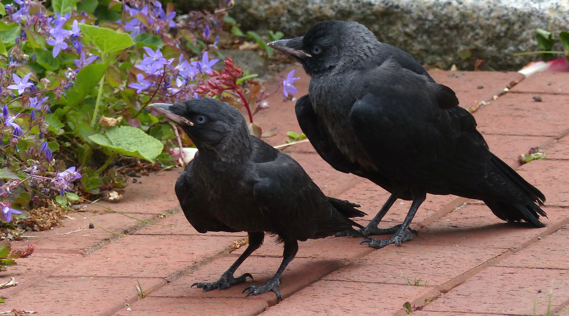 (2) Dohle (Corvus monedula)