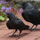 (2) Dohle (Corvus monedula)