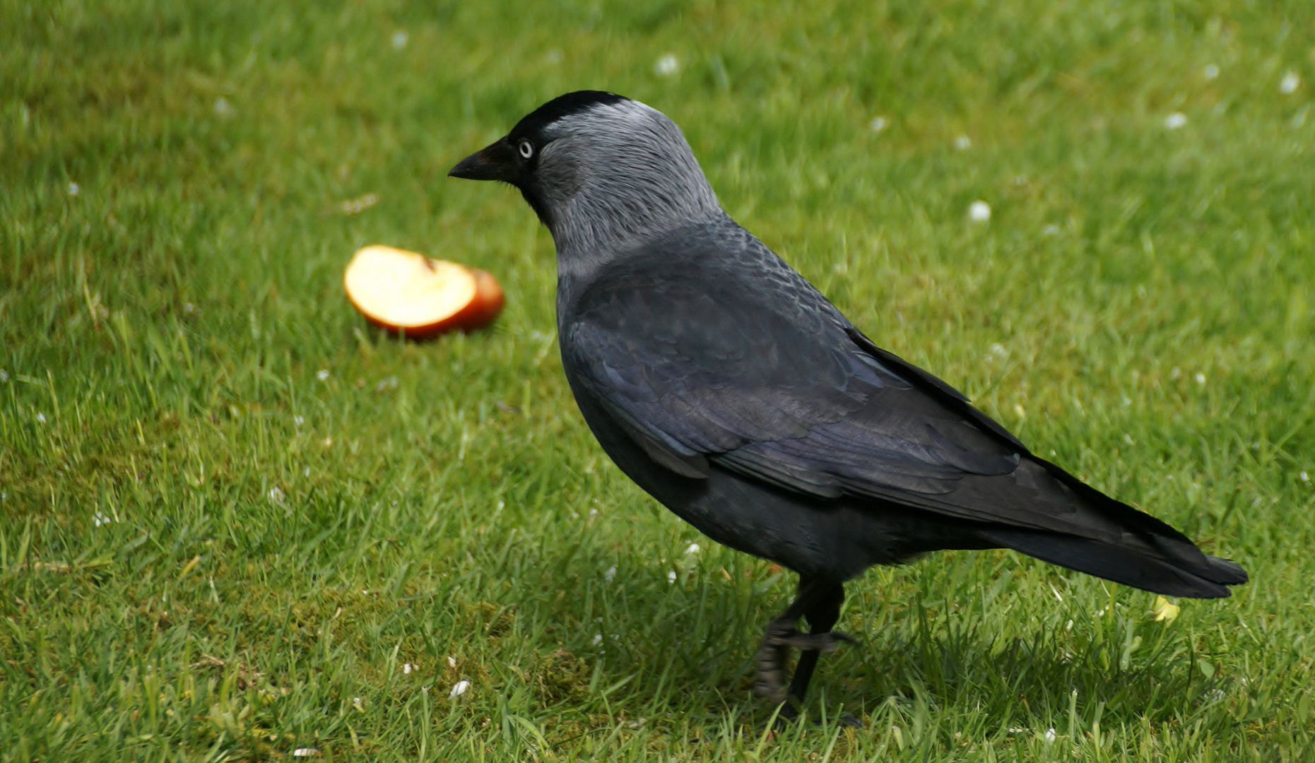 (2) Dohle (Corvus monedula)...