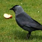 (2) Dohle (Corvus monedula)...