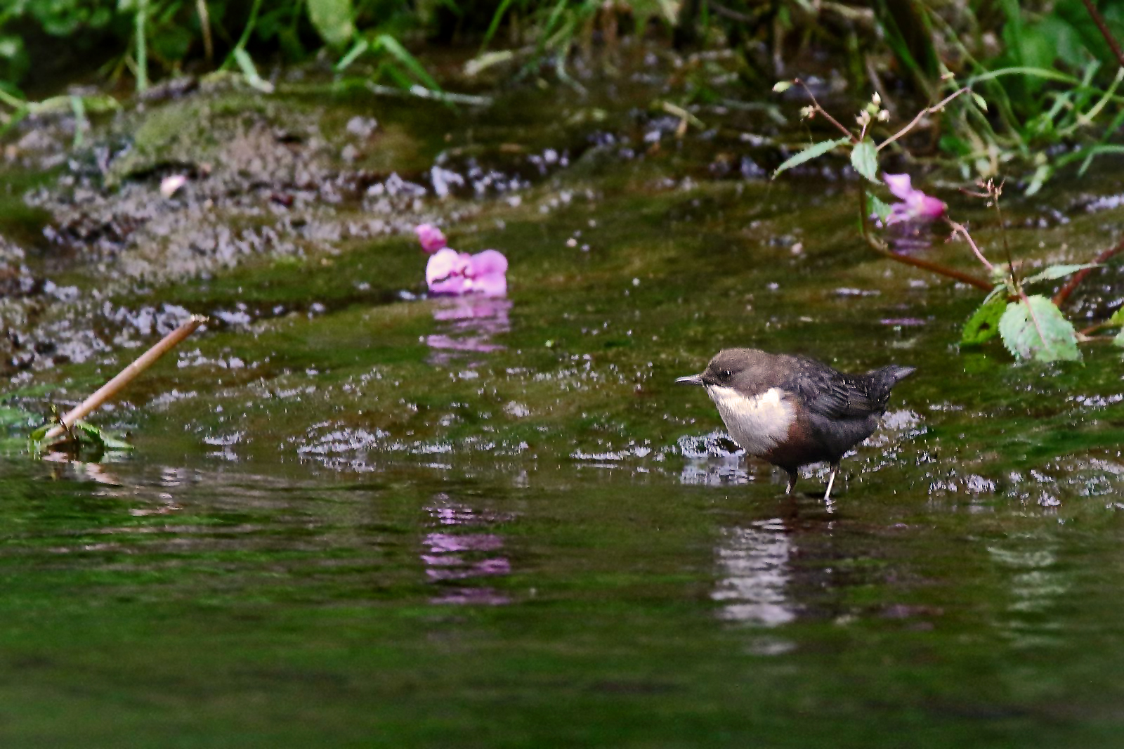  2. Dokubild "WASSERAMSEL" (ISO 3200)