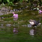  2. Dokubild "WASSERAMSEL" (ISO 3200)