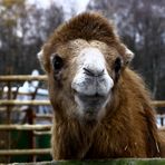 2. Dorstener Waldweihnacht / Tierischer Besuch