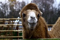 2. Dorstener Waldweihnacht / Tierischer Besuch