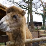 2. Dorstener Waldweihnacht / Tierischer Besuch (1)