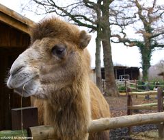 2. Dorstener Waldweihnacht / Tierischer Besuch (1)