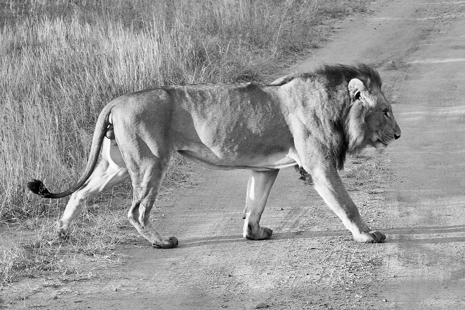 (2) Drei imposante Tiergestalten der afrikanischen Steppe in schwarz-weiß