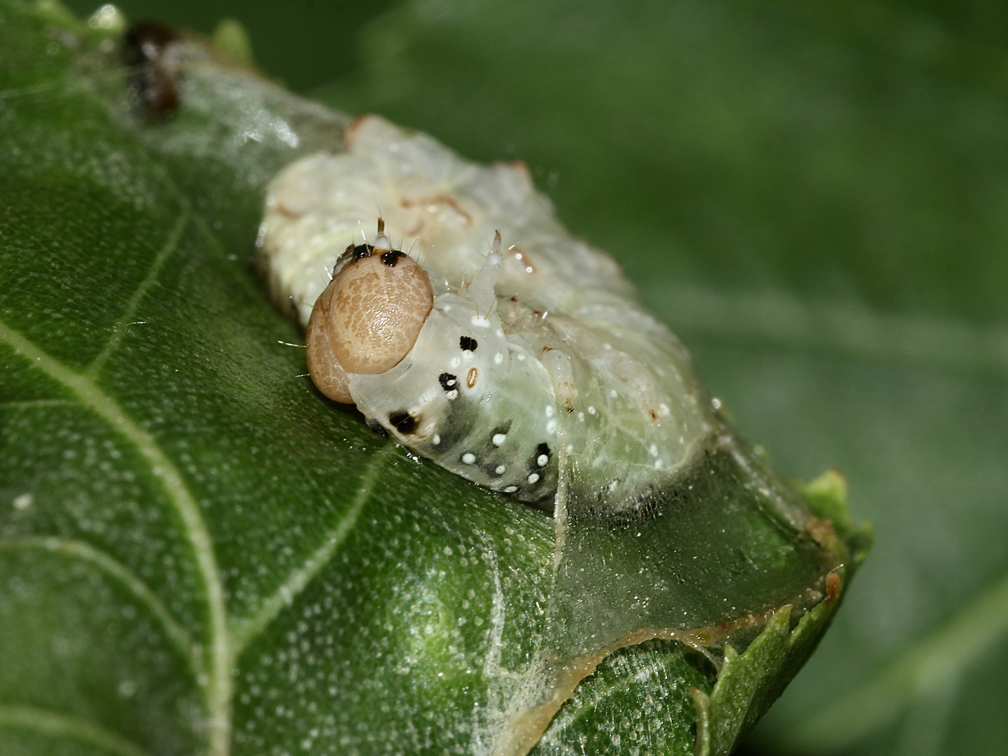 (2) Drei Raupenstadien des Gelbhorn-Eulenspinners (Achlya flavicornis)