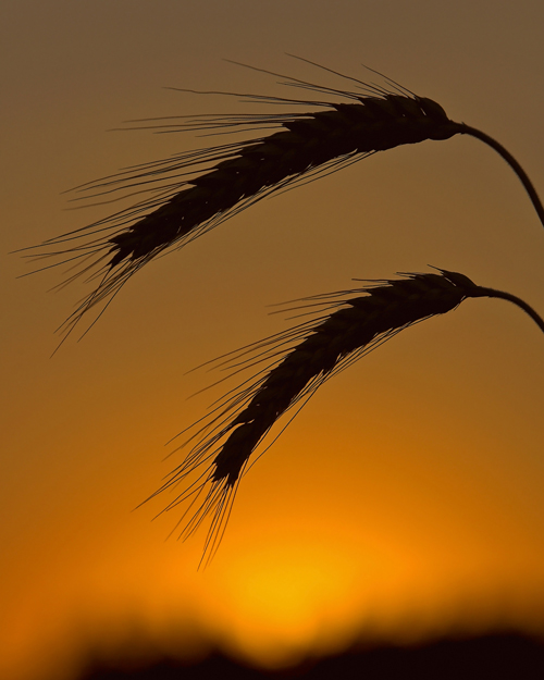 2 ears @ sunset