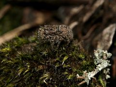 (2) Egal, wo es sich aufhält - das Weibchen der V-Fleck-Springspinne ...