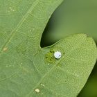 (2) Ei und Raupe des Dunkelgrauen Zahnspinners (Drymonia ruficornis) ...