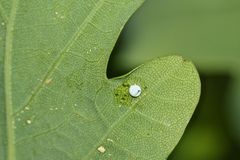 (2) Ei und Raupe des Dunkelgrauen Zahnspinners (Drymonia ruficornis) ...