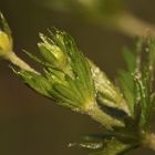 (2) Eiablage des Grünen Zipfelfalters an Fingerkraut (Potentilla sp.)