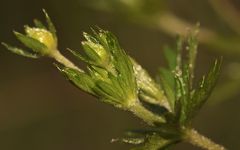 (2) Eiablage des Grünen Zipfelfalters an Fingerkraut (Potentilla sp.)