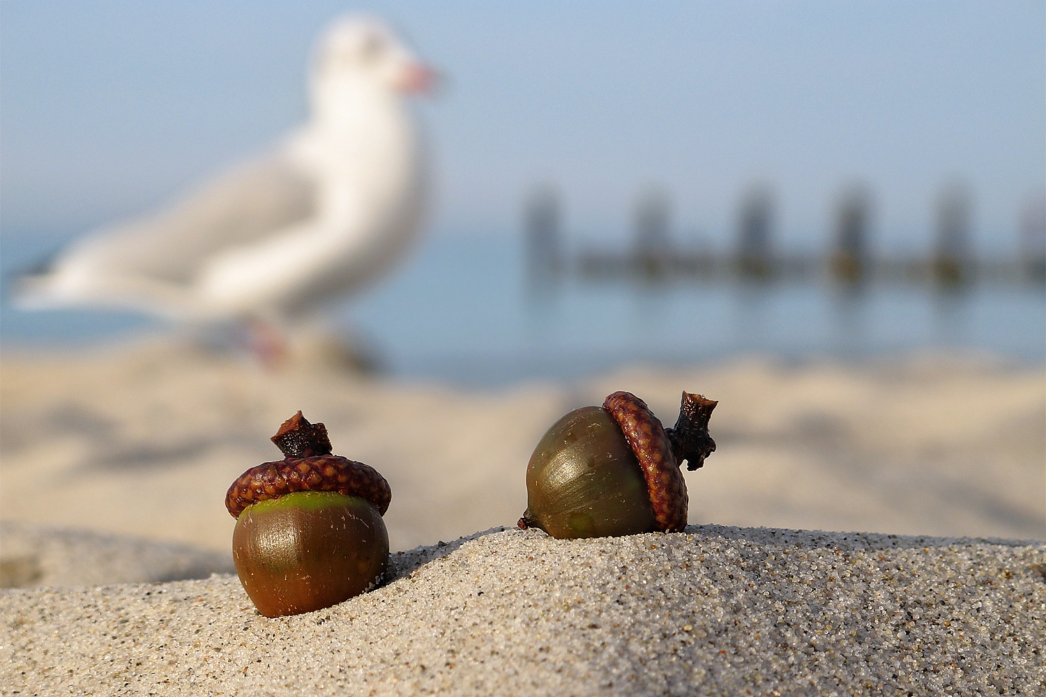 2 Eicheln am Strand...