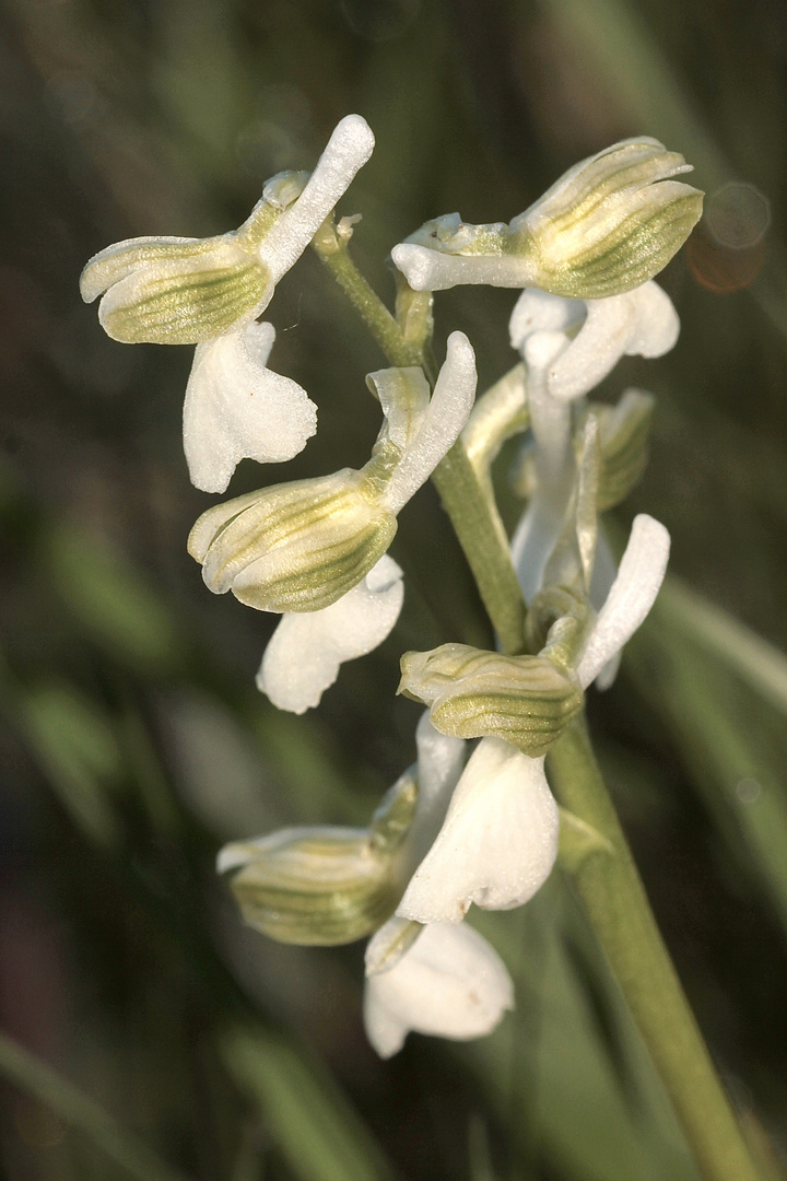 (2) Ein Albino des Kleinen Knabenkrauts (Anacamptis morio) ...