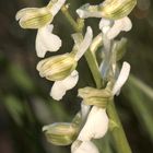 (2) Ein Albino des Kleinen Knabenkrauts (Anacamptis morio) ...