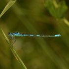 (2) Ein besonderer Fund: ein Männchen der GABEL-AZURJUNGFER (COENAGRION SCITULUM)